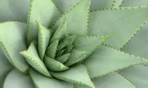 Close-up van een succulente plant met stekelige bladranden, die de veerkracht symboliseert bij hsp psychosomatische klachten.