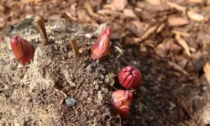 Rote Pfingstrosen-Knospen sprießen aus der Erde. Ein Zeichen, dass die Pfingstrosen vermehren und bald blühen werden.