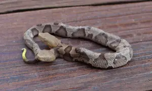 Dwie głowy węża miedzianki (copperhead) na drewnianym tle. Jedna głowa jest lekko uniesiona, druga spoczywa niżej.