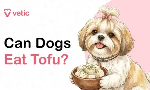A cute Shih Tzu dog holds a bowl of tofu, asking "Can Dogs Eat Tofu?".