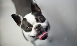 Uśmiechnięty pies rasy Boston Terrier z wystawionym językiem patrzy w górę z radością.