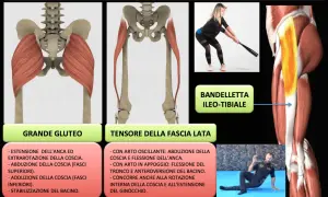 Anatomia del grande gluteo e del tensore della fascia lata, con esercizi per rafforzare i muscoli.