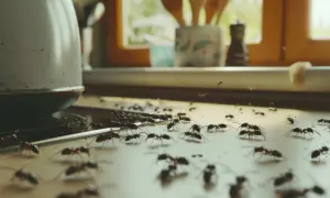 Jak pozbyć się mrówek z mieszkania? Skuteczne metody i prewencja