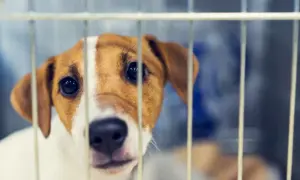 Adopcja szczeniaka ze schroniska: Znajdź i przygotuj idealny dom