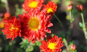Leuchtend rote, winterharte Chrysanthemen blühen im Sonnenschein. Ihre gelben Zentren strahlen Wärme aus, während Knospen auf weitere Blüten warten.