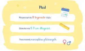 Płód ma 8-9 cm długości ciemieniowo-siedzeniowej. Rozpoczyna się II trymestr ciąży, trwa rozwój narządów płciowych.