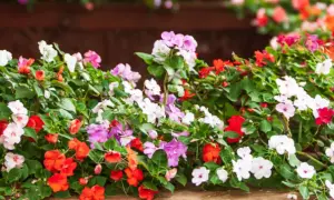 Kwiaty na balkon, które nie potrzebują słońca – piękne rośliny do cienia