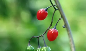 Zwei leuchtend rote Beeren hängen an einem Ast, während unten noch grüne Beeren wachsen. Ein **strauch mit roten beeren** in voller Pracht.