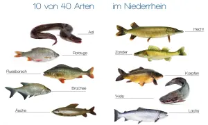 Vielfalt im Niederrhein: Aal, Rotauge, Flussbarsch, Brachse, Äsche, Hecht, Zander, Karpfen, Wels und Lachs – zehn von 40 Arten von Fischen im Rhein.