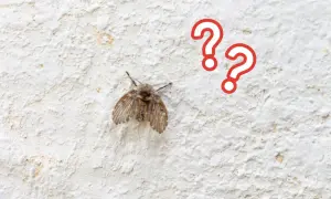 Mały, włochaty owad, przypominający muszkę, siedzi na białej, chropowatej ścianie. Dwa czerwone znaki zapytania unoszą się obok, sugerując zagadkę: czy to muszki w domu?