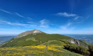 Sentiero fiorito sul Monte Catria, cosa vedere: un paesaggio mozzafiato con un escursionista e il suo cane tra i prati gialli e il verde lussureggiante.
