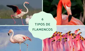 Seis tipos de flamencos: flamenco común, del Caribe, chileno y de James. Conoce sus nombres y diferencias.
