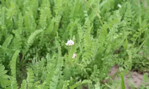 Zielone łodygi i liście seradeli na kiszonkę, z delikatnymi różowymi kwiatkami.