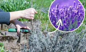 Jak przycinać lawendę? Sekret bujnego kwitnienia i pięknego pokroju