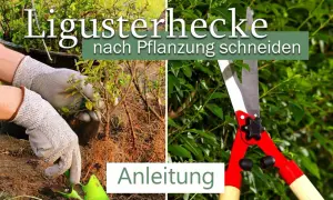 Gartenarbeit: Ligusterhecke nach Pflanzung schneiden. Hände mit Handschuhen pflanzen junge Ligusterpflanzen. Heckenschere im Einsatz. Anleitung.