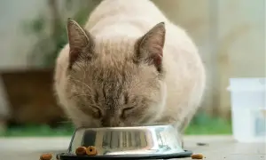 Gato siamés comiendo de un cuenco metálico. Aprende cómo alimentar a un gato con esta imagen.