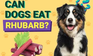A dog sits next to rhubarb stalks and leaves with question marks above its head.