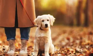 Szczeniak golden retriever siedzi przy nodze właściciela na tle jesiennych liści. Idealny moment, by nauczyć psa chodzić przy nodze.