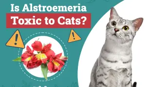 A curious cat looks up, while red alstroemeria flowers are shown with a warning sign, asking if alstroemeria is toxic to cats.