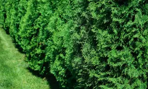 Gęsty żywopłot z soczystych, zielonych tui. Widać, że tuje są zdrowe, pełne życia i pięknie się rozrastają, tworząc naturalną barierę.