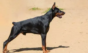 Czarny doberman z podniesionymi uszami stoi na piaszczystym podłożu.