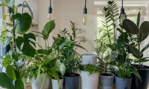 Eine grüne Oase im Schlafzimmer: Vielfältige Pflanzen in modernen Töpfen, darunter Monstera und Farne, schaffen eine beruhigende Atmosphäre.