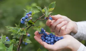 Ręce zbierają dojrzałe borówki amerykańskie. Zastanawiasz się, po ilu latach owocuje borówka amerykańska? Już po 2-3 latach możesz cieszyć się pierwszymi zbiorami.