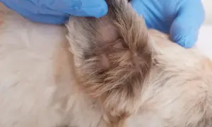 Weterynarz w niebieskiej rękawiczce bada ucho psa, gdzie widoczny jest kaszak za uchem.