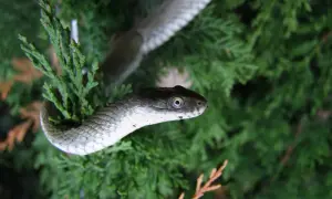 Serpente grigio con squame lucide si arrampica su un ramo verde. Un dettaglio affascinante della fauna selvatica, forse uno dei tanti schlangen am Gardasee.