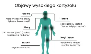 Objawy wysokiego kortyzolu: mgła mózgowa, "twarz księżycowata", garb, otyłość brzuszna, osłabienie mięśni.