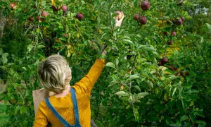 Zbieranie jabłek z szybko rosnących drzew owocowych. Kobieta w żółtym swetrze i ogrodniczkach sięga po dojrzałe owoce.