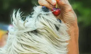 Pestki słonecznika dla psa: Tak, ale jak bezpiecznie podawać?
