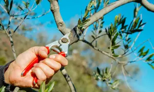 Hand mit roter Gartenschere schneidet Ast eines Olivenbaums. Der blaue Himmel bildet den Hintergrund.