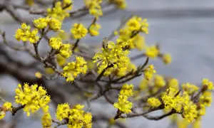Kwiaty derenia jadalnego w kolorze żółtym na gałęziach.