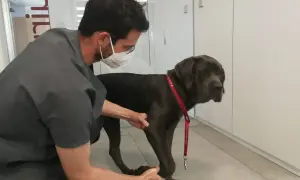 Veterinario examina a un perro grande que cojea de una pata delantera. El perro lleva un collar rojo.