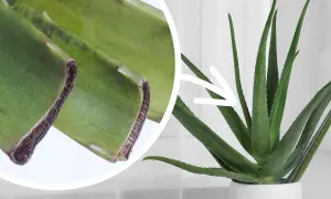 Zbliżenie na odcięte liście aloesu i dorodną roślinę w doniczce. Dowiedz się, jak ukorzenić aloes.