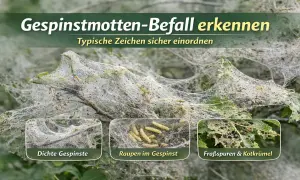 Dichte Gespinste bedecken einen Ast, darin viele Raupen. Die gespinstmotte raupe ist nicht giftig, aber schädlich für Pflanzen.