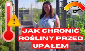 Jak chronić ogród przed erozją? Poznaj sprawdzone sposoby!