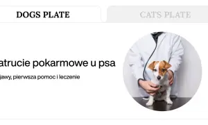 Weterynarz bada psa, który może mieć pierwsze objawy zatrucia pokarmowego.