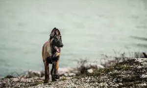 Un pastor belga corre por la orilla pedregosa, con la lengua fuera y la mirada atenta.