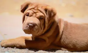Uroczy szczeniak rasy shar pei leży na ziemi, jego pomarszczona głowa skierowana w stronę obiektywu.