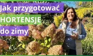 Jak zabezpieczyć hortensje ogrodowe przed zimą, aby przetrwały mrozy