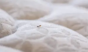 A single bed bug is visible on a quilted mattress.