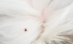 Kleszcz na białej sierści psa.