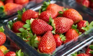 Ile można zarobić na truskawkach w Niemczech? Zaskakujące stawki!