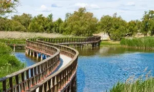 Pasarela de madera serpenteante sobre un lago, ideal para descubrir cosas que hacer cerca de Madrid y disfrutar de la naturaleza.