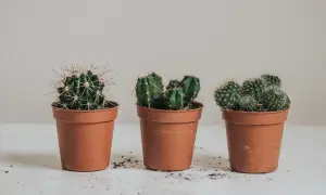 Tre små kaktusar i terrakottakrukor, redo att plantera om.