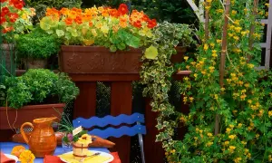 Kolorowe kwiaty nasturcji jadalnej zdobią balkon. Obok pnąca z żółtymi kwiatkami i zielone zioła.