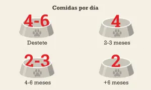 Guía de comidas diarias para un cachorro: 4-6 tomas al destete, 4 a los 2-3 meses, 2-3 a los 4-6 meses, y 2 después de los 6 meses.