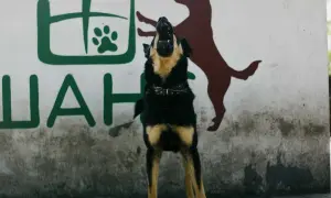 Perro ladrando frente a mural. ¿Cómo hacer que un perro deje de ladrar?